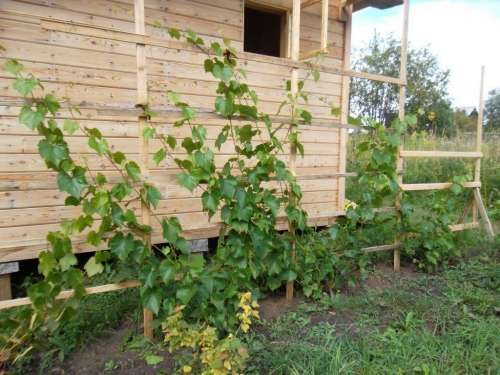 Как посадить виноград: пошаговая инструкция - фото