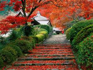 Сад в японском стиле - фото